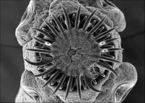 Cover di Il ciclo vitale di Taenia Solium