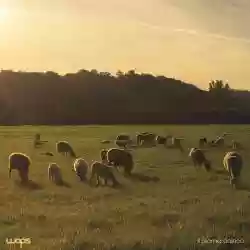 Copertina di Wops Il giorno onirico