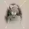 <b>Current 93</b> • The Light Is Leaving Us All