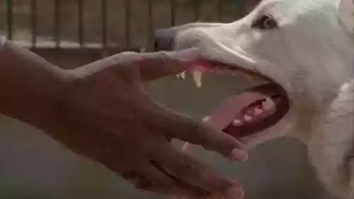 Cover di White Dog