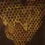 Telefon Tel Aviv: Map of What is Effortless