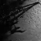 Max Richter: The Blue Notebooks