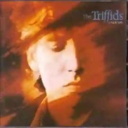 Cover The Triffids - Calenture