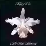 Kings of Leon: Aha Shake Heartbreak