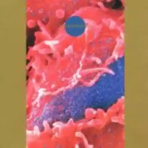 Cover Death Ambient - Synaesthesia