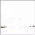 <b>Bloc Party</b> • Silent Alarm