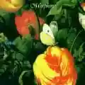 <b>Morphine</b> • Good