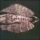 Cerberus Shoal: Homb