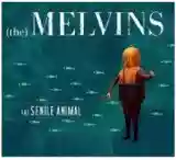 Melvins: (A) Senile Animal