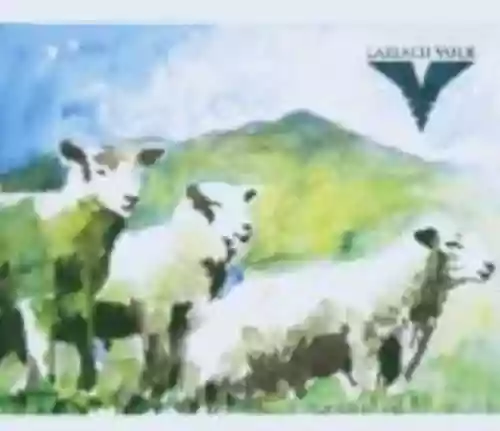Cover di Volk