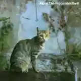 Alpha: The impossible thrill