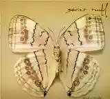 Cover di White Moth