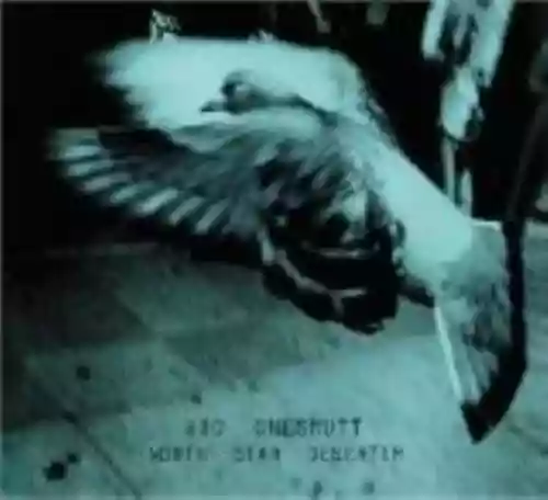 Cover Vic Chesnutt - North Star Deserter