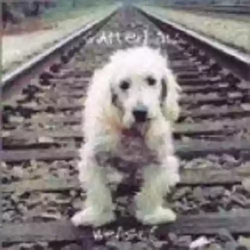 Cover di Weasel