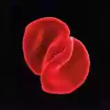 Peter Gabriel: Scratch My Back