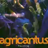 Agricantus: Tuareg