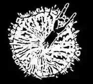 Immagine di Destructive Explosion of Anal Garland