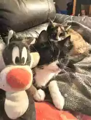 Immagine di DJ Van Gaal