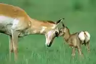 Immagine di Mamma