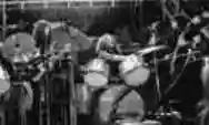 Image ofPink Fairies