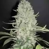 Image ofCannabis
