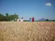 Immagine di Sajanega