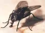 Image ofMosca