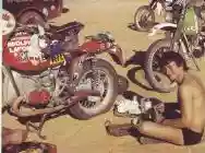 Immagine di Fenouil
