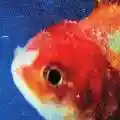 <b>Vince Staples</b> • Big Fish Theory