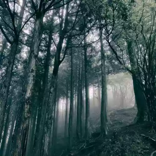 Cover Akira Kosemura - In the dark woods