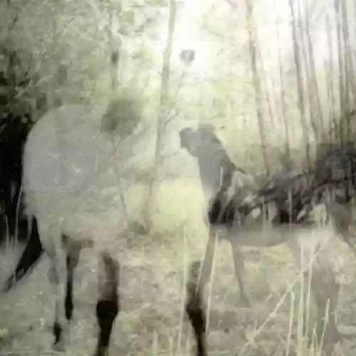Cover Bart De Paepe - Pagus Wasiae