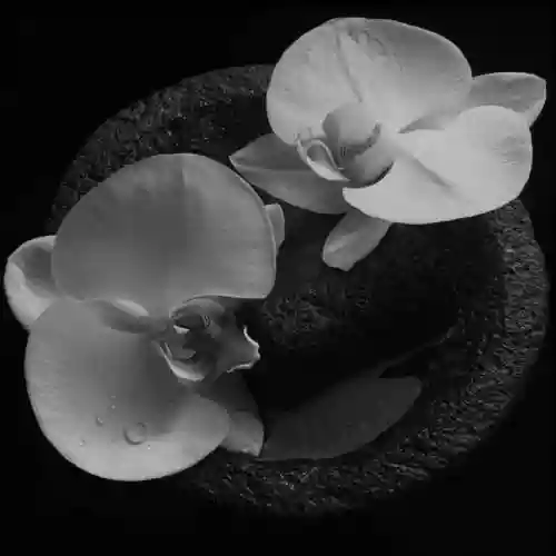 Cover Mike Patton, Jean-Claude Vannier - Corpse Flower
