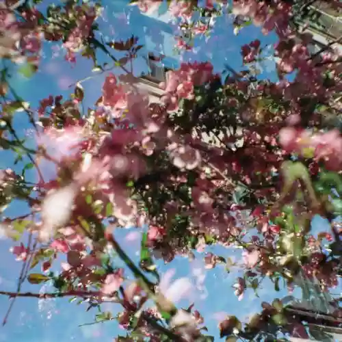 Cover Nahash - Flowers Of The Revolution