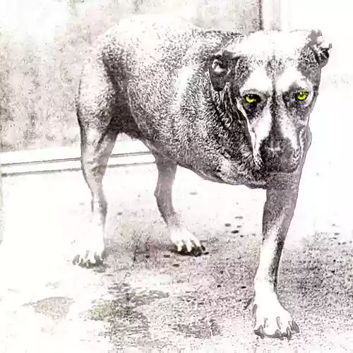 Alice In Chains: Alice In Chains