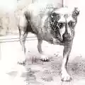 <b>Alice in Chains</b> • Alice in Chains