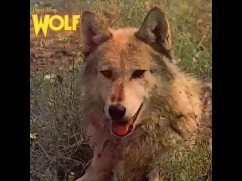 Darryl Way's Wolf: Canis Lupus