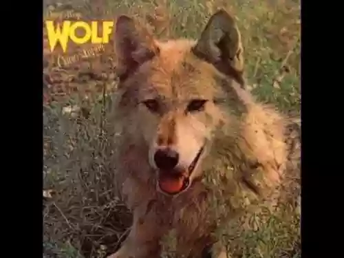 Cover di Canis Lupus