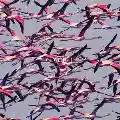 <b>Deftones</b> • Deftones