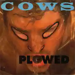 Cows: Plowed