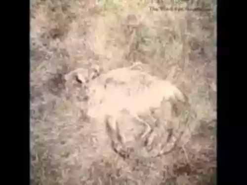 Cover The Third Eye Foundation - Semtex