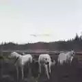 <b>Foxing</b> • The Albatross