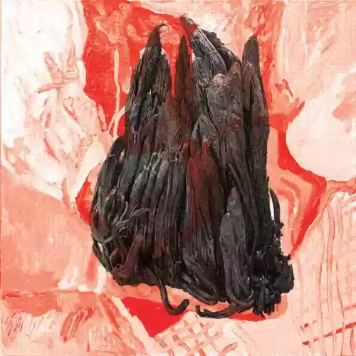 Cover Staer - Daughters